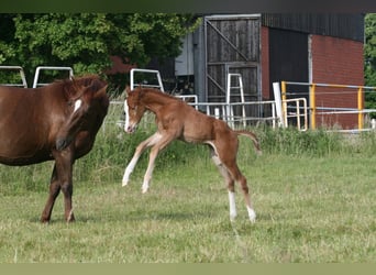 American Quarter Horse, Stallion, Foal (05/2025), 14,2 hh, Chestnut-Red