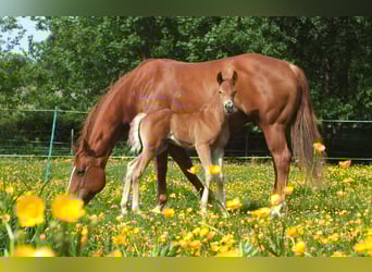 American Quarter Horse, Stallion, Foal (05/2025), 14,2 hh, Chestnut-Red