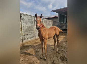 American Quarter Horse, Stallion, Foal (05/2025), 14,2 hh, Chestnut-Red
