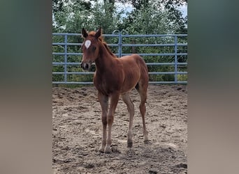American Quarter Horse, Stallion, Foal (05/2025), 14,2 hh, Chestnut