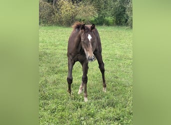 American Quarter Horse, Stallion, Foal (05/2025), 14,2 hh, Chestnut