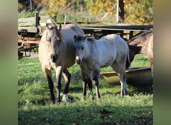 American Quarter Horse, Stallion, Foal (06/2025), 14,2 hh, Dunalino