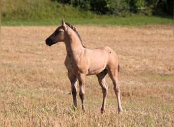 American Quarter Horse, Stallion, Foal (06/2025), 14,2 hh, Grullo