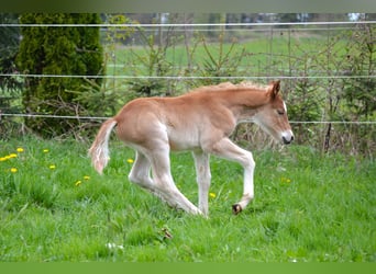 American Quarter Horse Mix, Stallion, Foal (04/2026), 14,2 hh