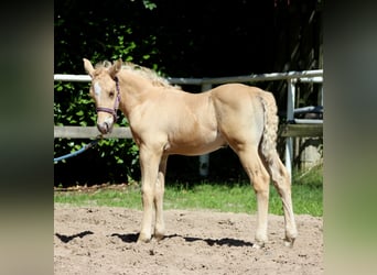 American Quarter Horse, Stallion, , 14,2 hh, Palomino