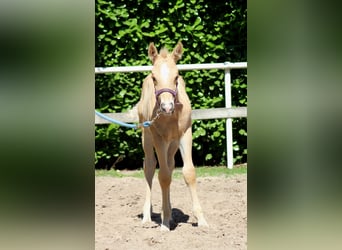 American Quarter Horse, Stallion, , 14,2 hh, Palomino