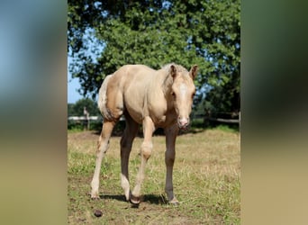 American Quarter Horse, Stallion, Foal (05/2025), 14,2 hh, Palomino