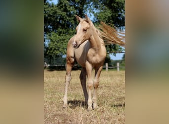 American Quarter Horse, Stallion, Foal (05/2025), 14,2 hh, Palomino