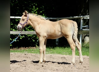 American Quarter Horse, Stallion, , 14,2 hh, Palomino