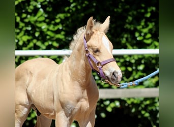 American Quarter Horse, Stallion, , 14,2 hh, Palomino