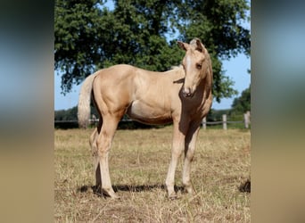 American Quarter Horse, Stallion, Foal (05/2025), 14,2 hh, Palomino