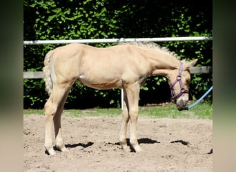 American Quarter Horse, Stallion, , 14,2 hh, Palomino