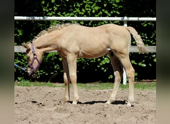 American Quarter Horse, Stallion, , 14,2 hh, Palomino