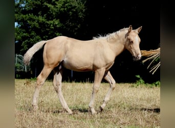 American Quarter Horse, Stallion, Foal (05/2025), 14,2 hh, Palomino