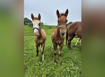 American Quarter Horse, Stallion, Foal (04/2025), 14,2 hh, Red Dun