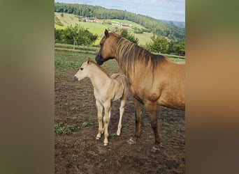 American Quarter Horse, Stallion, Foal (07/2025), 14,2 hh, Red Dun