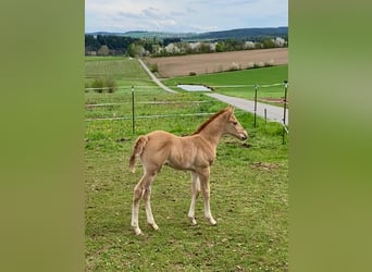 American Quarter Horse, Stallion, , 14,2 hh, Red Dun