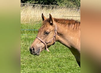 American Quarter Horse, Stallion, Foal (04/2025), 14,2 hh, Red Dun