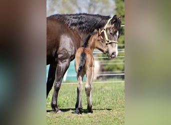 American Quarter Horse, Stallion, Foal (01/2026), 14,2 hh, Roan-Bay