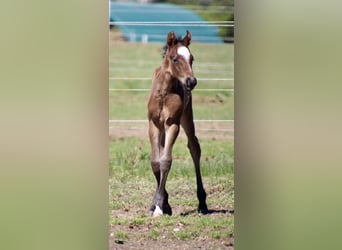 American Quarter Horse, Stallion, Foal (01/2026), 14,2 hh, Roan-Bay