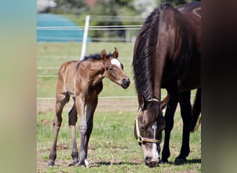 American Quarter Horse, Stallion, Foal (01/2026), 14,2 hh, Roan-Bay
