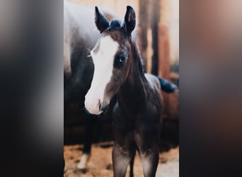 American Quarter Horse, Stallion, Foal (08/2025), 14,2 hh, Roan-Blue