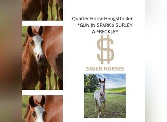 American Quarter Horse, Stallion, Foal (05/2025), 14,2 hh, Roan-Red
