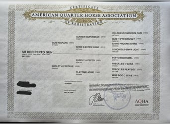 American Quarter Horse, Stallion, Foal (05/2025), 14,2 hh, Roan-Red