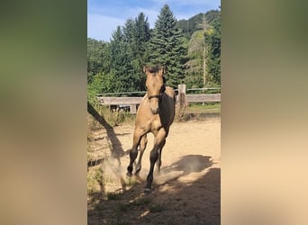 American Quarter Horse, Stallion, Foal (05/2025), 14,2 hh
