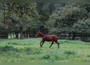 American Quarter Horse, Stallion, Foal (05/2025), 14,3 hh, Bay-Dark