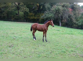 American Quarter Horse, Stallion, Foal (05/2025), 14,3 hh, Bay-Dark