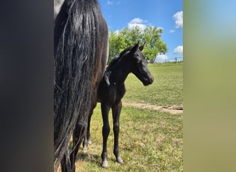 American Quarter Horse, Stallion, Foal (05/2025), 14,3 hh, Black