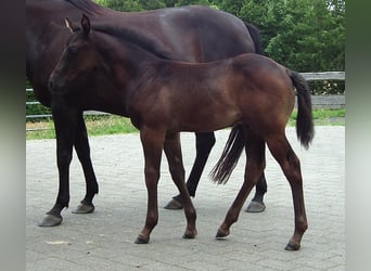 American Quarter Horse, Stallion, Foal (05/2025), 14,3 hh, Black