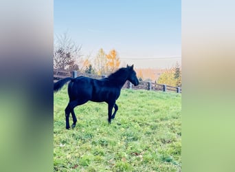 American Quarter Horse, Stallion, Foal (05/2025), 14,3 hh, Black