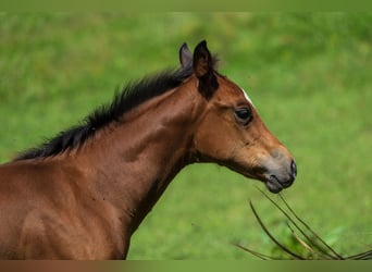 American Quarter Horse, Stallion, Foal (05/2025), 14,3 hh, Brown