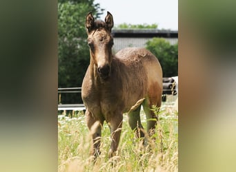 American Quarter Horse, Stallion, , 14,3 hh, Buckskin