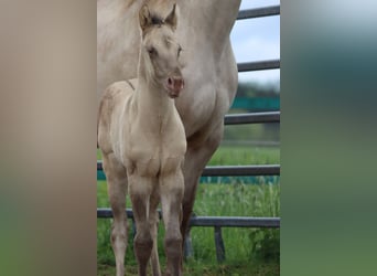 American Quarter Horse, Stallion, Foal (04/2025), 14,3 hh, Champagne
