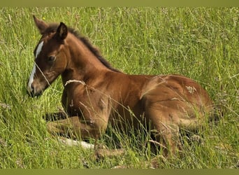 American Quarter Horse, Stallion, , 14,3 hh, Chestnut