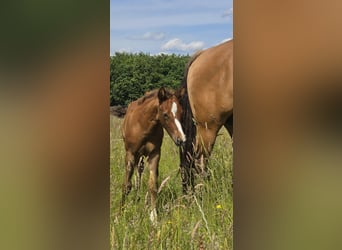 American Quarter Horse, Stallion, , 14,3 hh, Chestnut