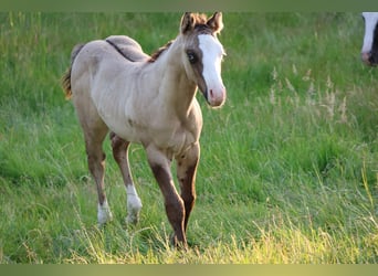 American Quarter Horse, Stallion, , 14,3 hh, Grullo