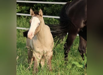 American Quarter Horse, Stallion, , 14,3 hh, Grullo