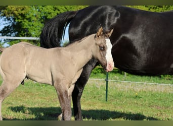 American Quarter Horse, Stallion, , 14,3 hh, Grullo