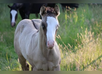 American Quarter Horse, Stallion, , 14,3 hh, Grullo
