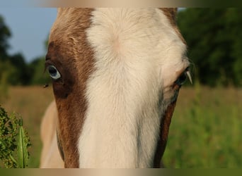 American Quarter Horse, Stallion, , 14,3 hh, Grullo