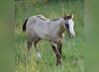 American Quarter Horse, Stallion, , 14,3 hh, Grullo