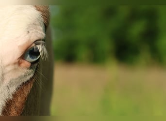 American Quarter Horse, Stallion, , 14,3 hh, Grullo