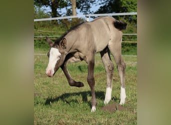 American Quarter Horse, Stallion, , 14,3 hh, Grullo