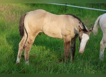 American Quarter Horse, Stallion, , 14,3 hh, Grullo