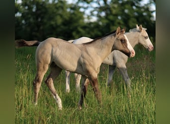 American Quarter Horse, Stallion, , 14,3 hh, Grullo