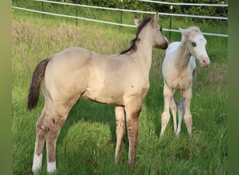 American Quarter Horse, Stallion, , 14,3 hh, Grullo